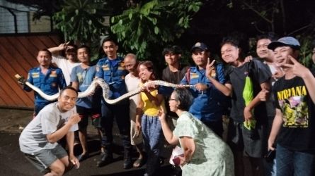 Petugas Damkar Tangsel saat mengevakuasi ular piton di wilayah Ciputat Timur, Rabu (20/8)