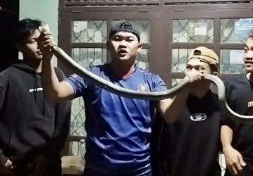 Personel Damkar Lebak dan warga berfoto setelah menangkap ular cobra sepanjang 2,5 meter, di Malingping, Kabupaten Lebak, Sabtu (6/9)malam.