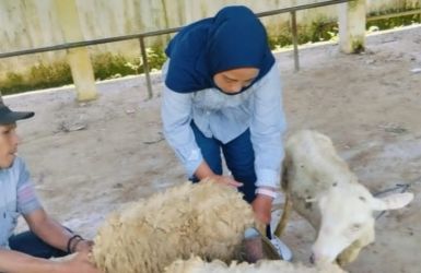 Dokter Hewan Puskeswan Pembantu Menes memeriksa kesehatan ternak domba milik warga di wilayah Kecamatan Menes, Pandeglang.(Dok. Puskeswan Pandeglang)