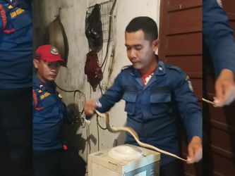 Seekor ular masuk ke dalam rumahnya, Sabtu (21/2) dini hari. (Dok. Damkar Tangsel)