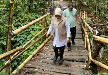 Bupati Pandeglang Raden Dewi Setiani didampingi Camat Jiput dan jajaran lainnya sedang melintasi jembatan kayu, saat meninjau langsung di Kampung Sarewu-Pasirsalinten, Desa Citaman, Kecamatan Jiput, Kamis (12/2).(Istimewa)