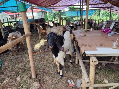 Pemkot Tangsel mulai melaksanakan rangkaian pemeriksaan hewan kurban ke lapak-lapak penjual menjelang Iduladha, Senin (18/5)