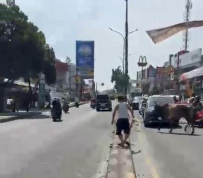 Sapi Kurban lepas di Jalan Ir H Djuanda, Pisangan, Kecamatan Ciputat Timur, Rabu (27/5).