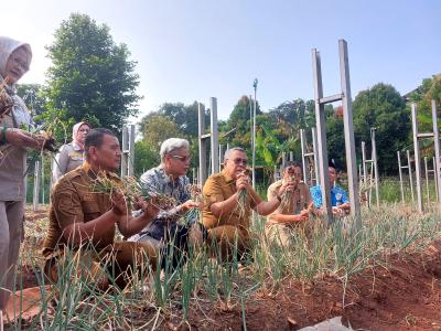 Wali Kota Tangsel, Benyamin Davnie saat memanen bawang merah di BPP Jombang, Ciputat, Selasa (9/6). (tangselpos.id/rmn)