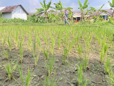 SAWAH DILANDA KEKERINGAN. Kondisi sawah yang sudah ditanami padi di wilayah Kecamatan Panimbang, Kabupaten Pandeglang, terlihat kering dan retak-retak akibat tak ada pasokan air yang dapat dialirkan ke pesawahan. (NIPAL SUTIANA/TANGSEL POS)